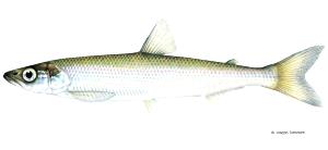 1 Lb Rainbow Smelt (Fish)