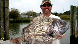 1 Lb Sheepshead (Fish)