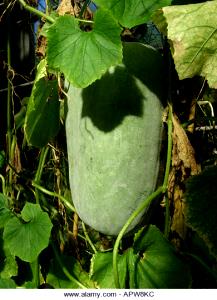 1 Lb Waxgourd (Chinese Preserving Melon) (with Salt, Drained, Cooked, Boiled)