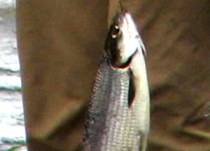 1 Lb Whitefish (Mixed Species)