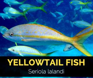 1 Lb Yellowtail (Fish) (Mixed Species, Cooked, Dry Heat)