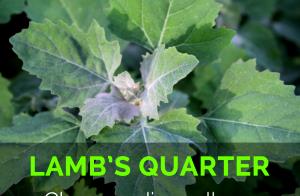 1 Leaf (0.9 G) Lambs Quarters, raw