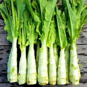 1 Leaf (8.0 G) Celtuce