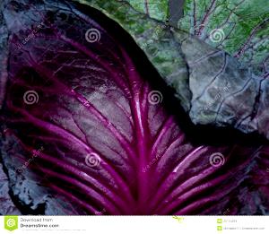 1 Leaf Red Cabbage