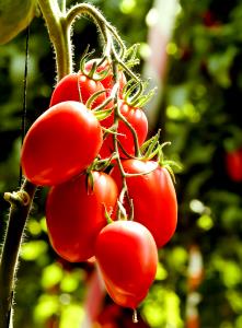 1 medium tomato (148 g) Roma Tomato