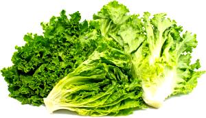 1 Outer-Leaf Green Leaf Lettuce, Raw