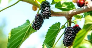 1 oz (28 g) Mulberry Berries