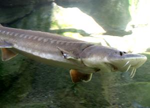 1 Oz Boneless Steamed Sturgeon