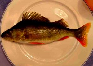 1 Oz Boneless (yield After Cooking) Steamed or Poached Ocean Perch