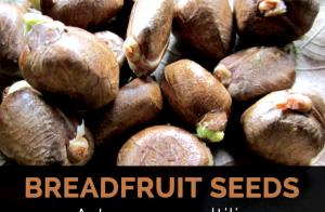 1 Oz Breadfruit Seed, Raw