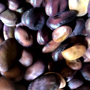 1 Oz Broadbeans (Immature Seeds)