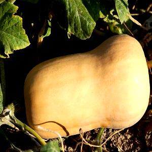 1 Oz Butternut Winter Squash