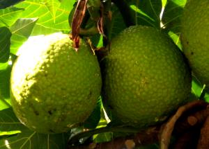 1 Oz Cooked Breadfruit (Fat Not Added in Cooking)