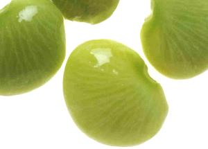 1 Oz Cooked Immature Lima Beans (from Fresh, Fat Not Added in Cooking)