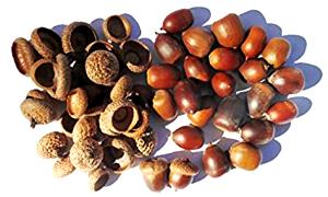 1 Oz Dried Acorns Nuts