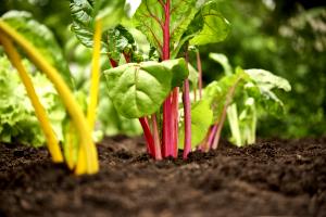 1 Oz Garden Vegetables, Strained