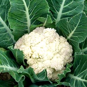 1 Oz Green Cauliflower