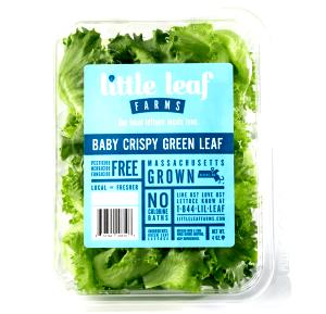 1 Oz Green Leaf Lettuce