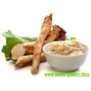 1 Oz Horseradish-Tree Pods (Without Salt, Drained, Cooked, Boiled)