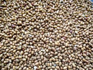 1 Oz Mothbeans (Mature Seeds, with Salt, Cooked, Boiled)