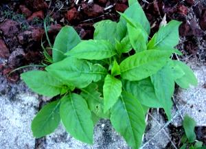 1 Oz Pokeberry Shoots (Poke) (Without Salt, Drained, Cooked, Boiled)