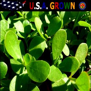 1 Oz Purslane