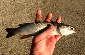 1 Oz Raw Mullet