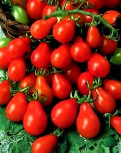 1 Oz Red Tomatoes