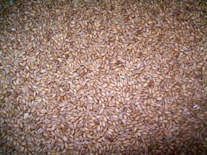 1 Oz Soft Red Winter Wheat