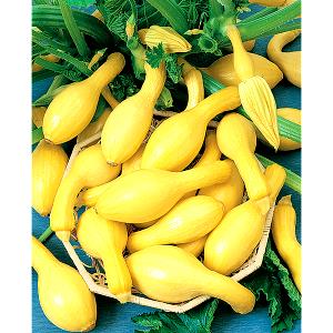 1 Oz Summer Squash (Crookneck and Straightneck)