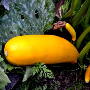 1 Oz Summer Squash