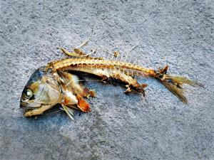 1 Oz, With Bone (yield After Bone Removed) Cooked Mackerel