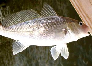 1 Oz, With Bone (yield After Cooking, Bone Removed) Baked or Broiled Croaker