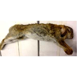 1 Pounds (453.6 G) Wild Rabbit, raw