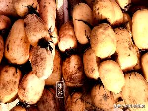 1 Root (9-1/2" Long) Lotus Root