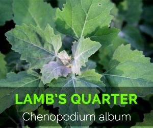 1 Serving (180.0 G) Lambs Quarters, cooked