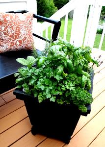 1 Serving Herb Garden