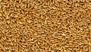 1 Serving Organic Hard Red Winter Wheat