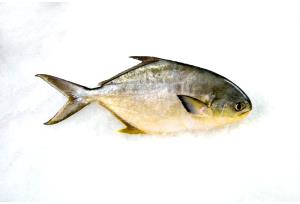 1 serving Pompano (Full Portion)