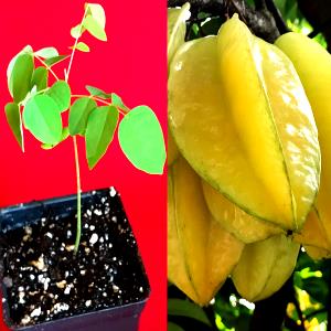 1 Small (3-1/8" Long) Carambola (Starfruit)