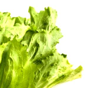 1 Small Head Romaine Endive, Chicory, Escarole or Romaine Lettuce