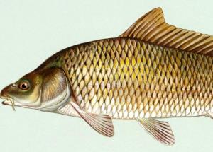 1 Small (yield After Cooking, Bone Removed) Baked or Broiled Carp