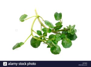 1 Sprig Cress