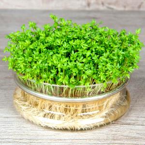 1 Sprig Garden Cress