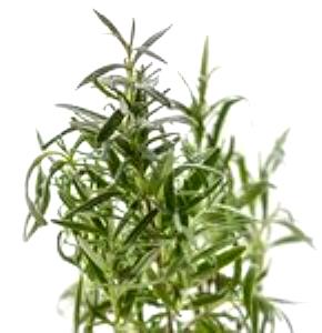 1 Tsp. (0.8 G) Thyme, fresh