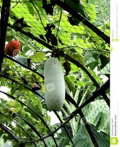 1 Waxgourd Wax Gourd, Raw (Chinese Preserving Melon)