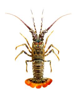 1 Whole (209.0 G) Spiny Lobster, raw