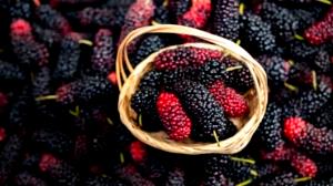 10 Fruits Mulberry, Raw