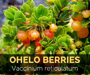 10 Fruits Oheloberries