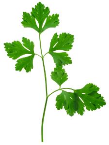 10 Sprigs Parsley, Raw